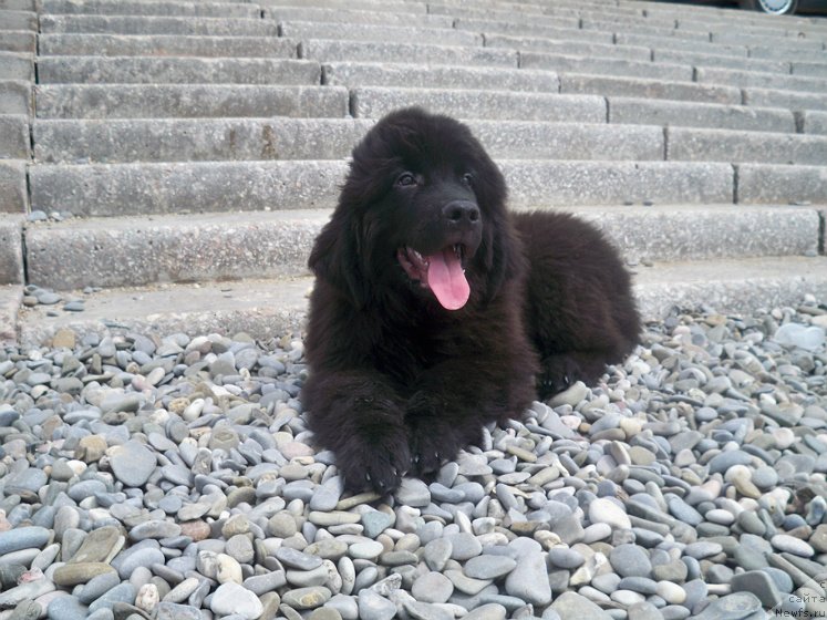 Фото: ньюфаундленд Сан Шейх Бавария Бель (Sun Sheikh Bavariya Belle)