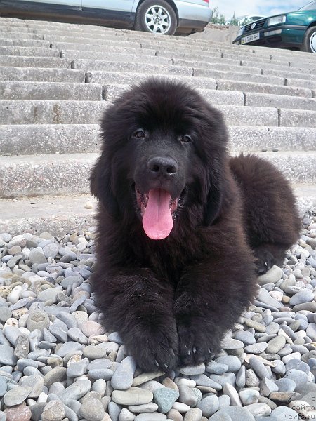 Фото: ньюфаундленд Сан Шейх Бавария Бель (Sun Sheikh Bavariya Belle)