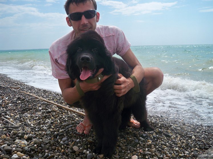 Фото: ньюфаундленд Сан Шейх Бавария Бель (Sun Sheikh Bavariya Belle)