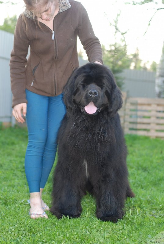 Фото: ньюфаундленд Питерньюф Монт Бланк (Piternyuf Mont Blanc)