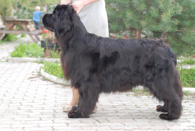 Фото: ньюфаундленд Питерньюф Мата Хари (Piternyuf Mata Xari)