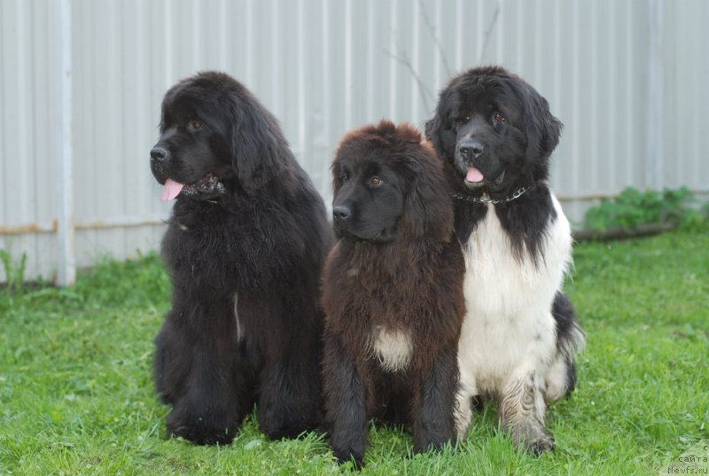 Фото: ньюфаундленд Питерньюф Монт Бланк (Piternyuf Mont Blanc), ньюфаундленд Флюфи Аваланч Ябба-Дабба-Доо (Fluffy Avalanch Yabba-Dabba-Doo), ньюфаундленд Питерньюф Продижи (Piternyuf Prodigy)