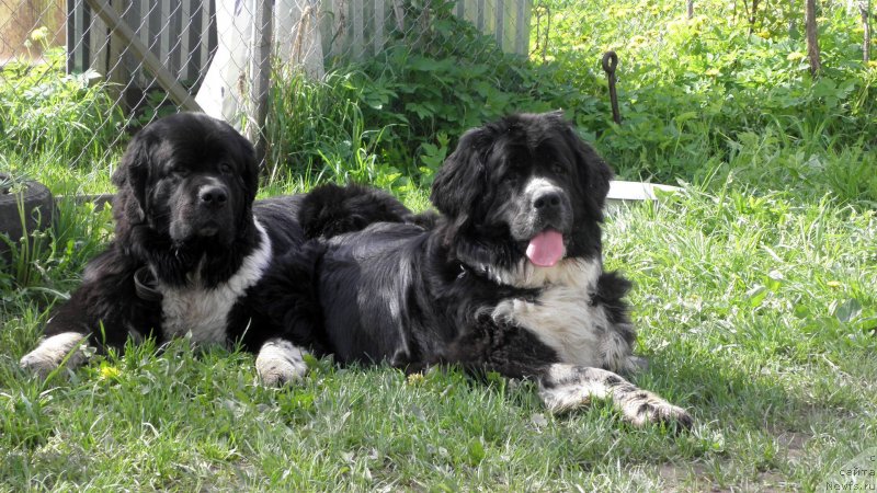 Фото: ньюфаундленд Старбимовлав Гардемарин, ньюфаундленд Питерньюф Желанная Моя