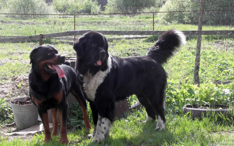 Фото: ньюфаундленд Старбимовлав Гардемарин