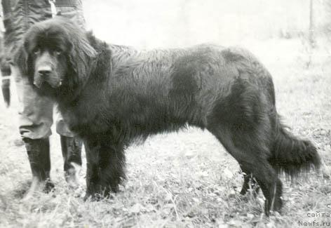 Фото: ньюфаундленд Зевс