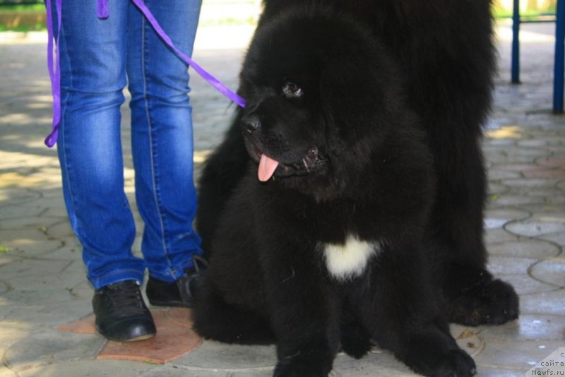 Фото: ньюфаундленд Бегущая по Волнам Елегант Елизабетх