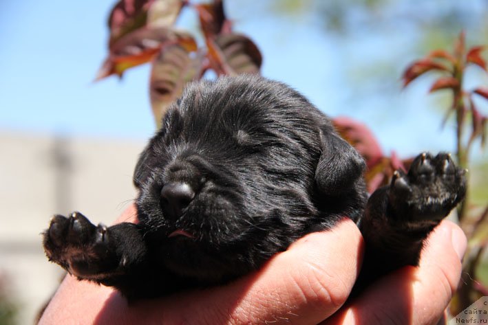 Фото: ньюфаундленд Шнапс с Берега Дона