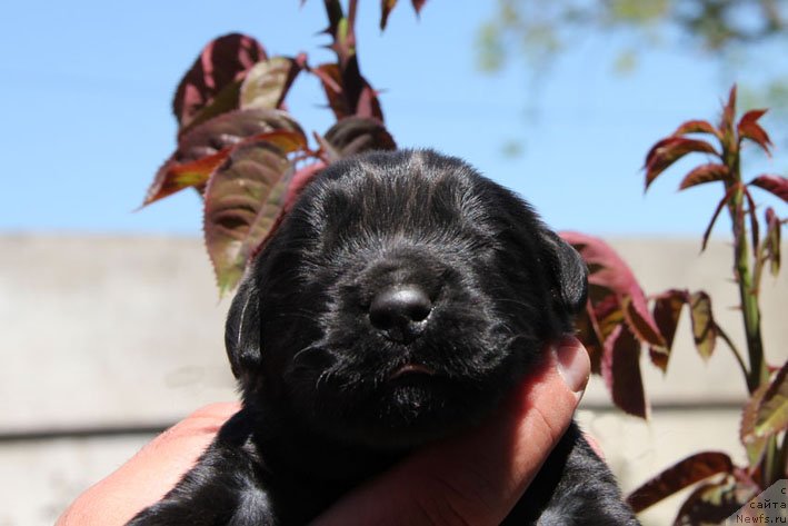 Фото: ньюфаундленд Шартрез с Берега Дона