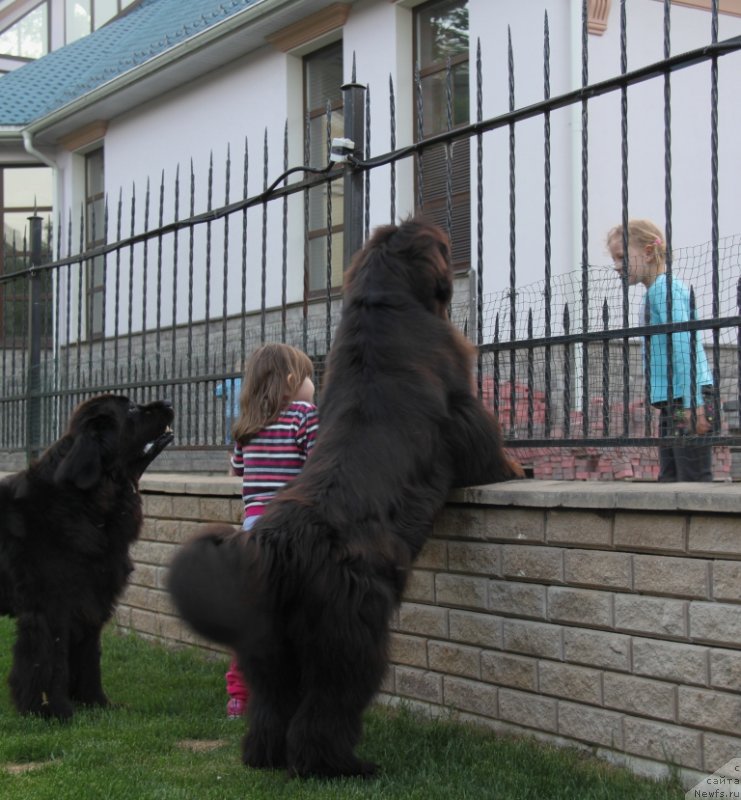 Фото: ньюфаундленд С'Нежная Вьюга Амороне Сартори (S'Nezhnaya Vjuga Amorone Sartori)