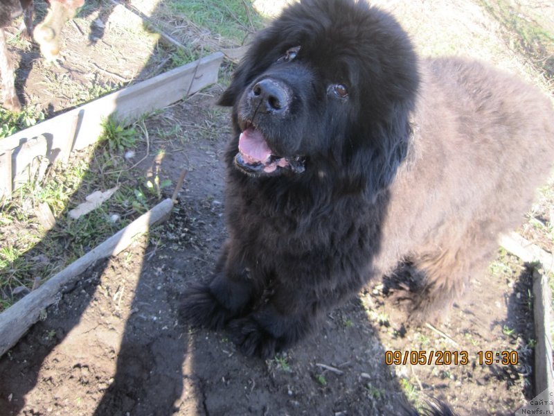 Фото: ньюфаундленд Валенсия Черная Жемчужина