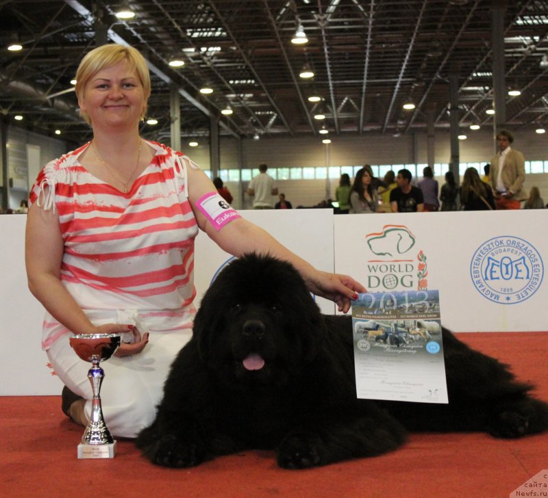 Фото: ньюфаундленд Акватория Келвин Урса Хай Спирит (Aquatoria Kelvin Ursa High Spirit), Татьяна Абутова