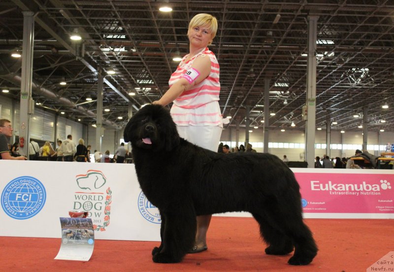 Фото: ньюфаундленд Акватория Келвин Урса Хай Спирит (Aquatoria Kelvin Ursa High Spirit), Татьяна Абутова