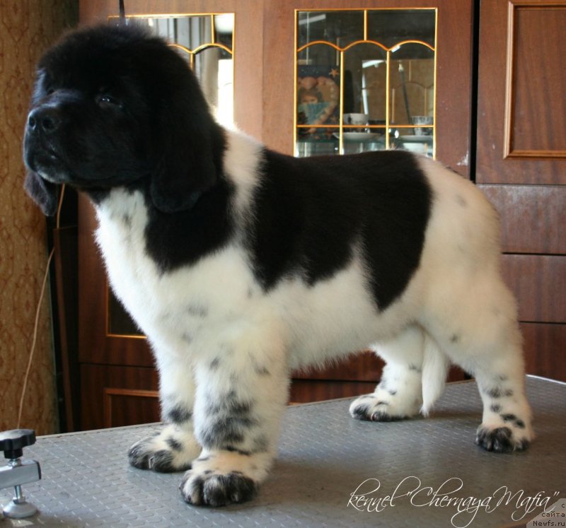 Фотография № 125789