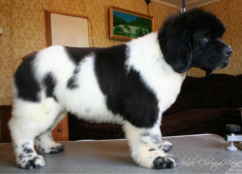 Фотография № 125790