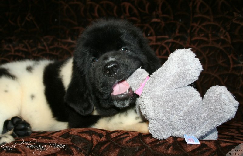 Фотография № 125791