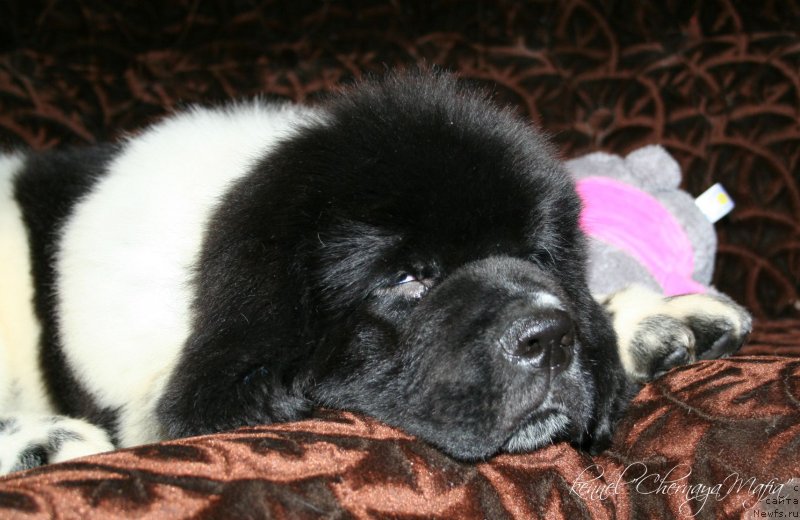 Фотография № 125792