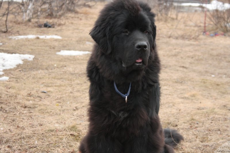 Фото: ньюфаундленд Ютуб Фор Ю