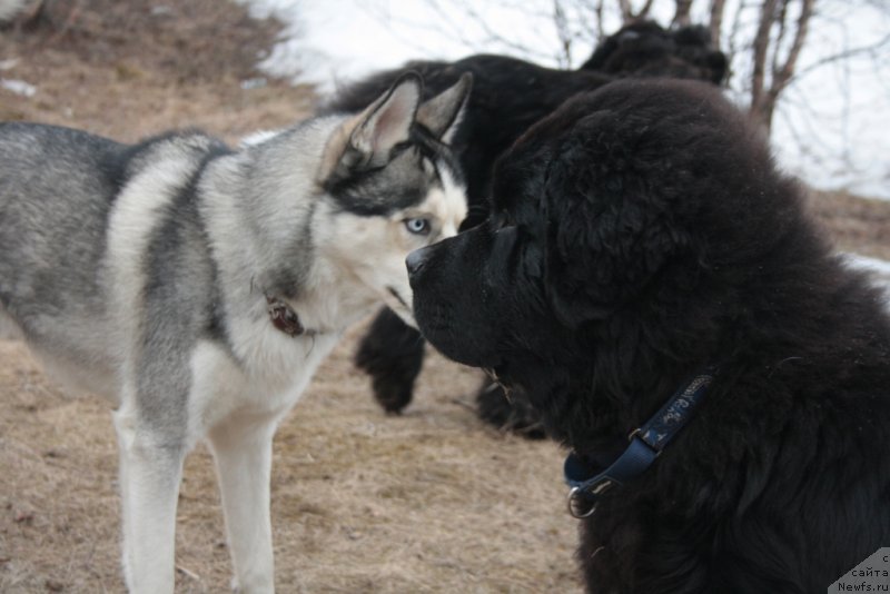 Фото: ньюфаундленд Ютуб Фор Ю