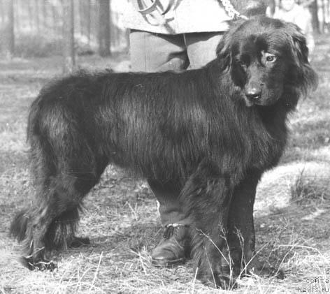 Фото: ньюфаундленд Эрли Лайни