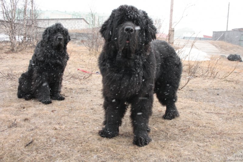 Фото: ньюфаундленд Бегущая по Волнам Зеро Коол