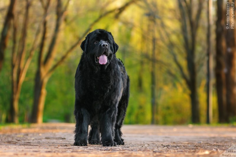 Фото: ньюфаундленд Загадка Доминика Кара Дениз (Zagadka Dominika Kara Deniz)