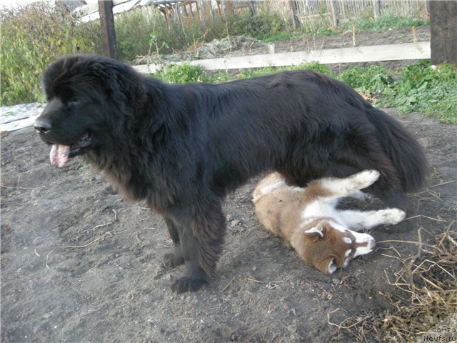 Фото: ньюфаундленд Красавица Кори Дроссер