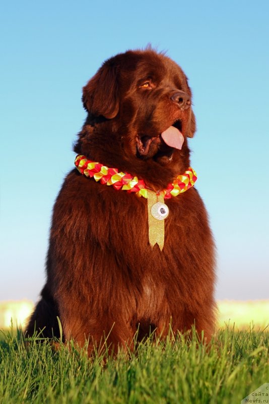 Фото: ньюфаундленд Лесная Сказка Королевский Медведь (Lesnaja Skazka Korolevskiy Medved)