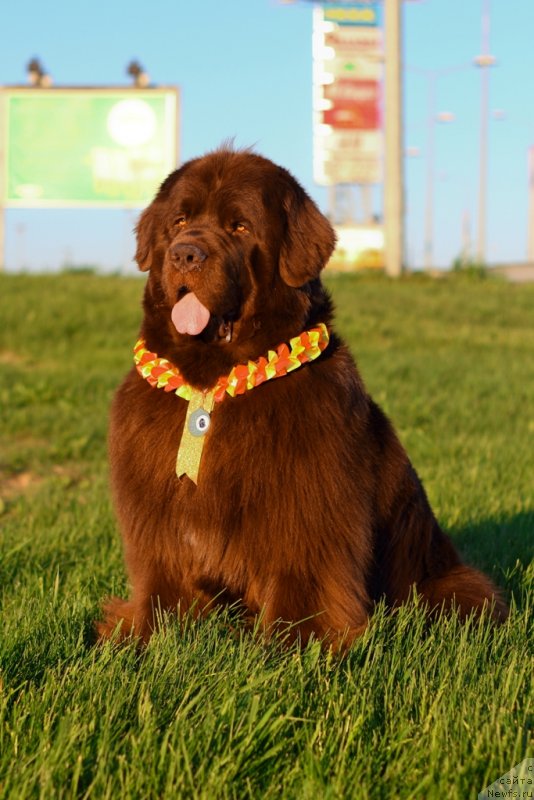 Фото: ньюфаундленд Лесная Сказка Королевский Медведь (Lesnaja Skazka Korolevskiy Medved)