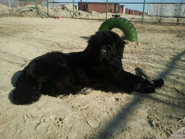 Фото: ньюфаундленд Аквиан Сонг Инвизибел Энжел