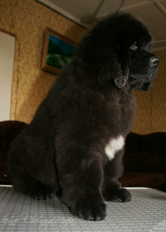 Фото: ньюфаундленд Черная Мафия Зенд-Авеста (Chernaya Mafia Zend-Avesta)