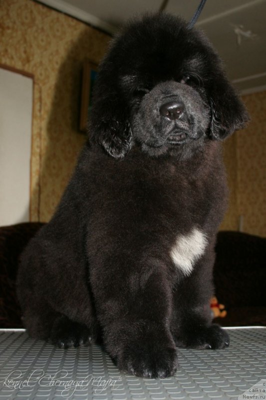 Фото: ньюфаундленд Черная Мафия Зенд-Авеста (Chernaya Mafia Zend-Avesta)