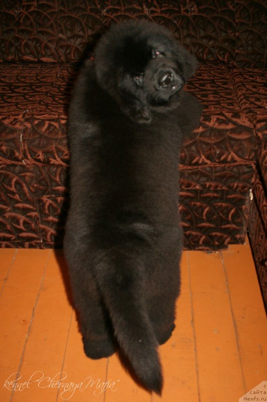 Фото: ньюфаундленд Черная Мафия Зенд-Авеста (Chernaya Mafia Zend-Avesta)