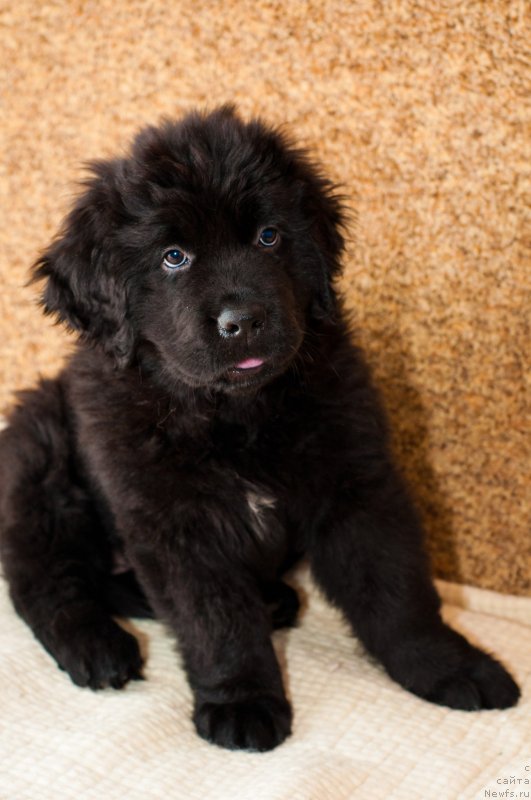 Фото: ньюфаундленд Ньюфорт Шикарная Леди