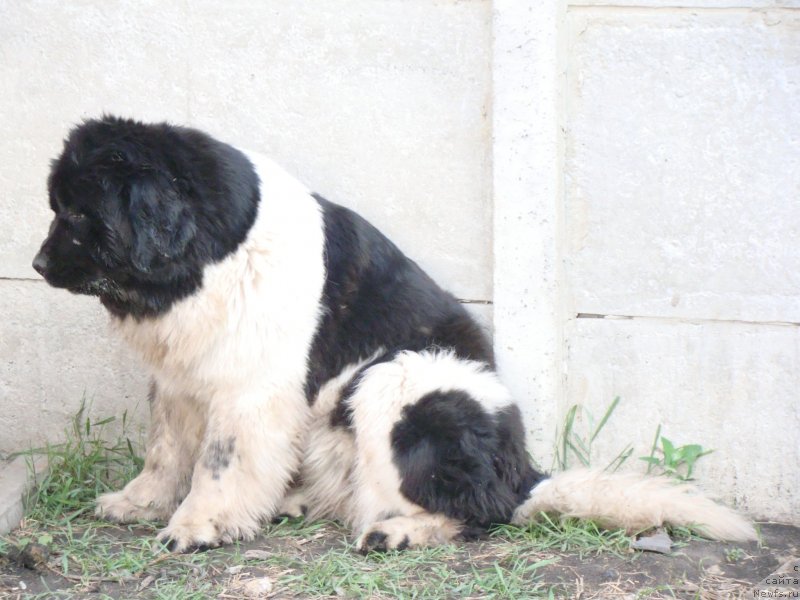 Фотография № 125898