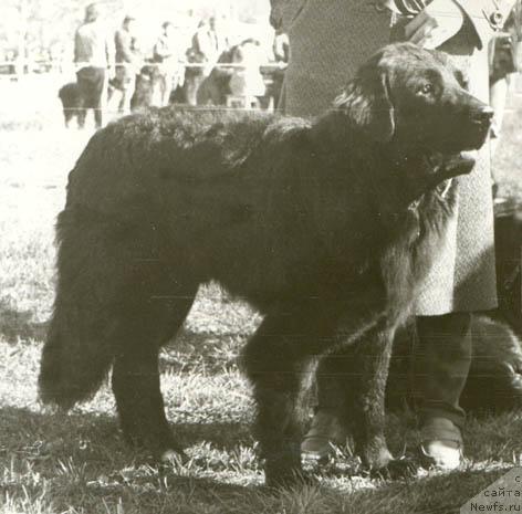 Фото: ньюфаундленд Эмир Лайни