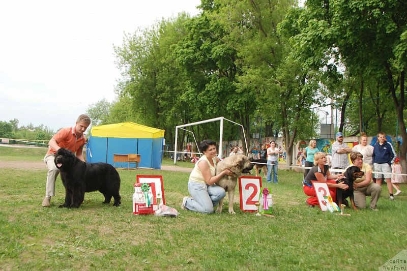Фото: ньюфаундленд Ариадна Вейк (Ariadna Veik)