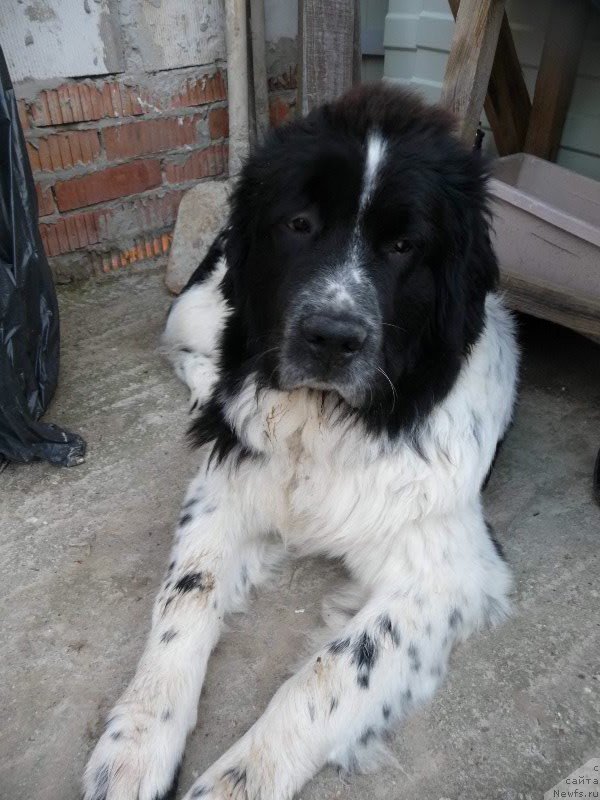 Фото: ньюфаундленд Сент Джонс Вива Виктория (Sent Djons Viva Viktoria)