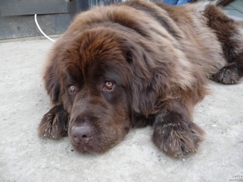 Фото: ньюфаундленд Ван Лен Тайм Женевьева