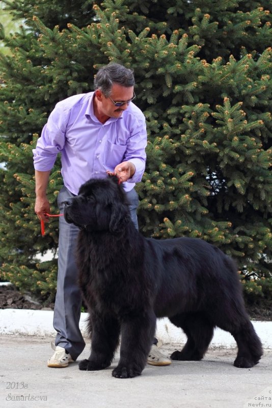Фото: ньюфаундленд Звездный Дар Афродита (Zvezdnij Dar Afrodita)