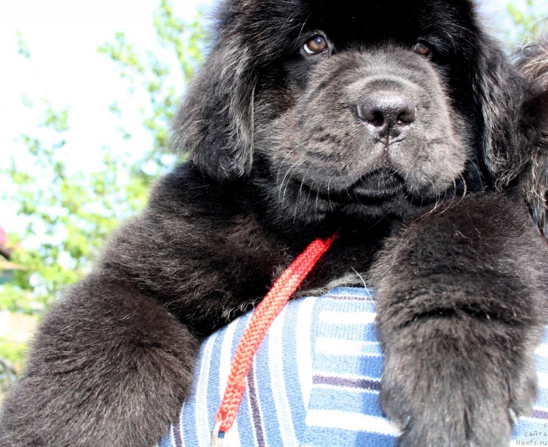 Фото: ОБУШ ШЕД ВЭЛЛИ ЛАЙК