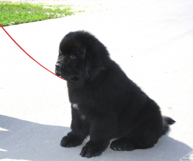 Фото: ОБУШ ШЕД ВЭЛЛИ ЛАЙК