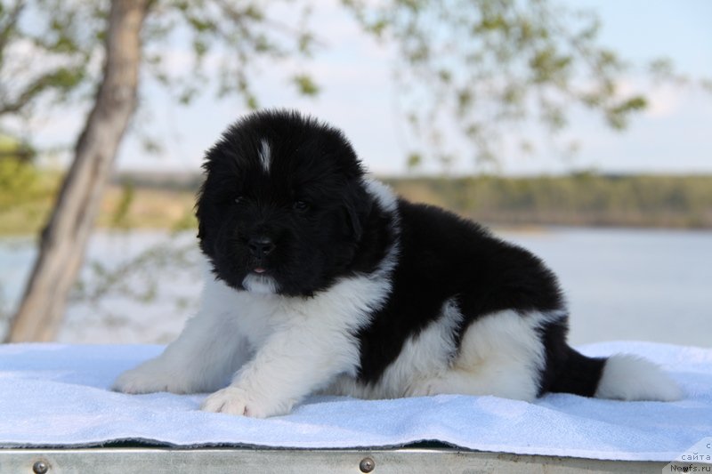 Фото: ньюфаундленд Аквиан Сонг Кроун Роял, .Желтая нитка, кобель.