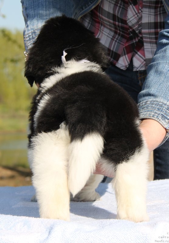 Фото: ньюфаундленд Аквиан Сонг Комплимент, 