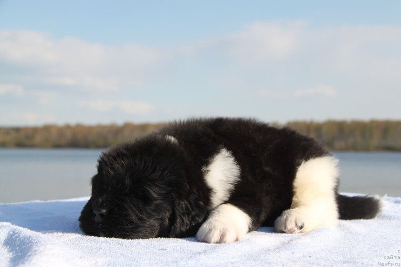 Фото: ньюфаундленд Аквиан Сонг Космополитен, Белая нитка, кобель.