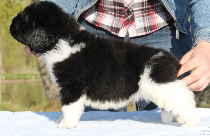 Фото: ньюфаундленд Аквиан Сонг Космополитен, .Белая нитка, кобель.