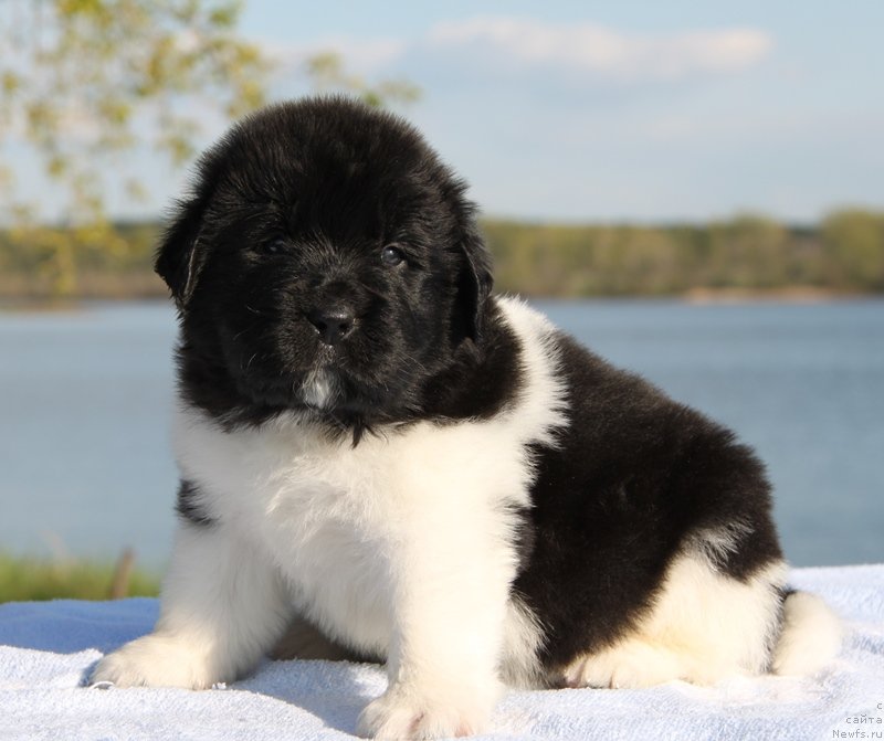 Фото: Аквиан Сонг К...
Синяя нитка, кобель.