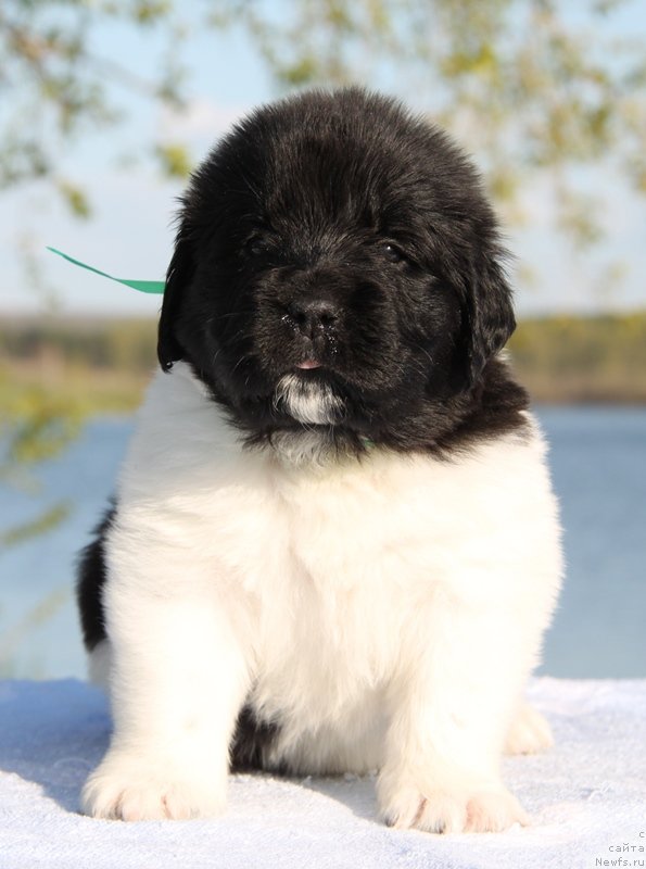 Фото: ньюфаундленд Аквиан Сонг Катюша, Зеленая нитка, сука.