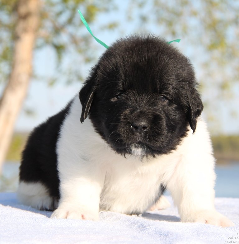 Фото: ньюфаундленд Аквиан Сонг Катюша, Зеленая нитка, сука.