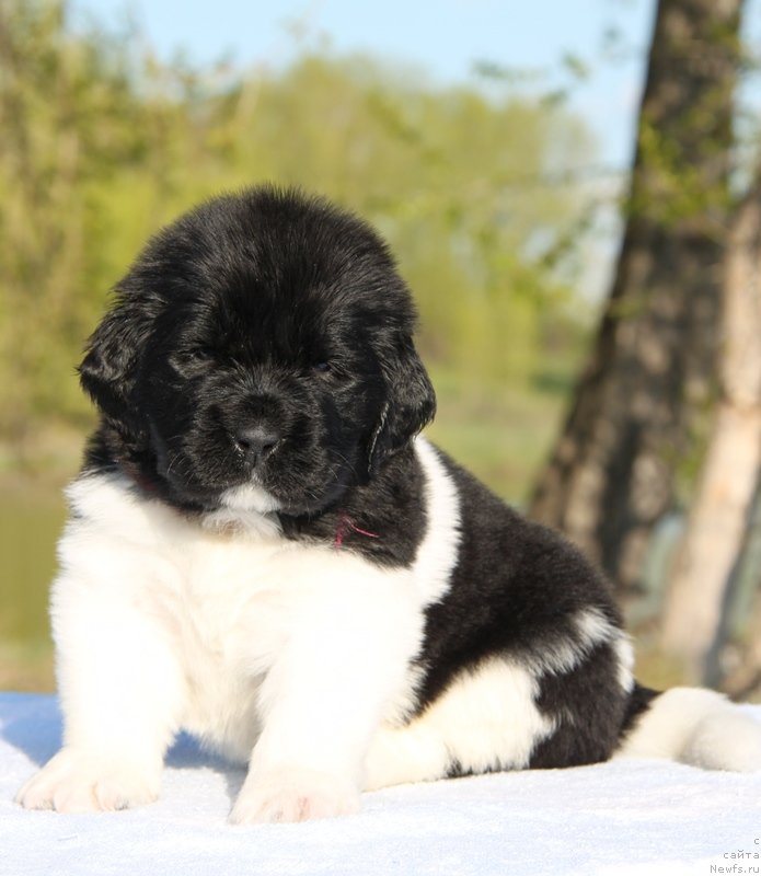 Фото: ньюфаундленд Аквиан Сонг Кисс Фром Роуз (Akvian Song Kiss from Rouz), Бордовая нитка, сука.