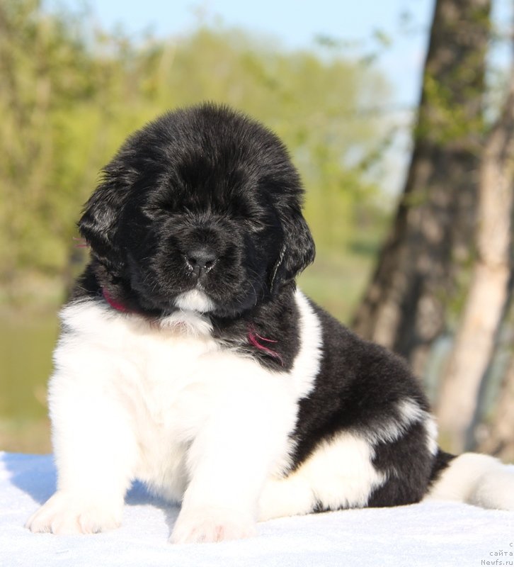 Фото: ньюфаундленд Аквиан Сонг Кисс Фром Роуз (Akvian Song Kiss from Rouz), Бордовая нитка, сука.